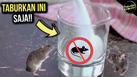cara mengusir tikus